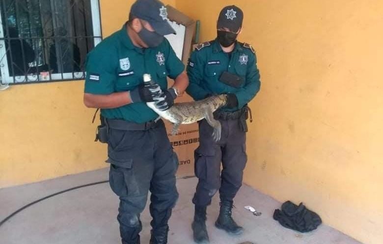 Capturan cocodrilo en el fraccionamiento Flamboyanes en Progreso