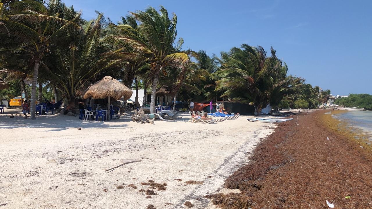 Crisis en  Ayuntamiento de Othón P. Blanco afecta protección de Costa Maya contra sargazo