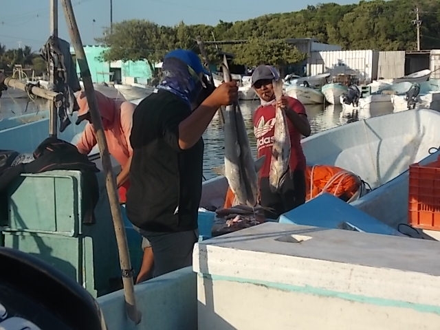 Captura del mero sin resultados para los pescadores de Sisal