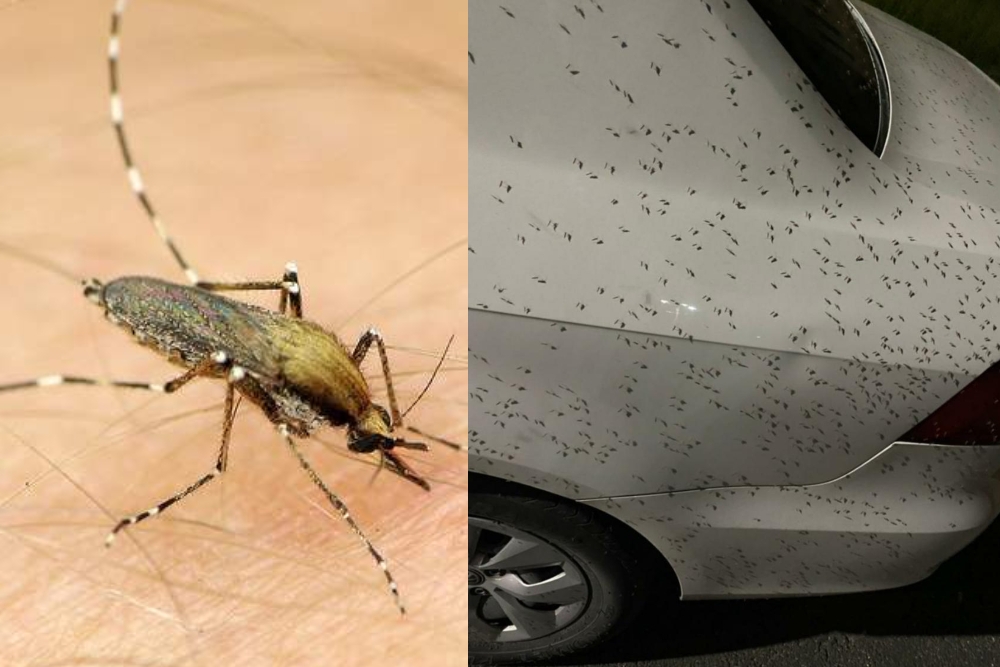 La plaga de mosco bobo llegó a Chetumal desde Marzo