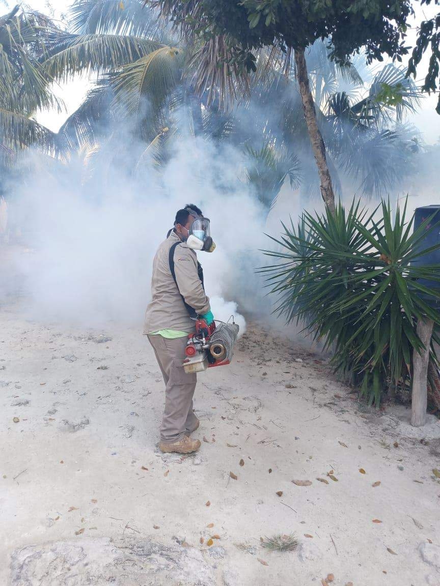 Pese a fumigación, plaga de mosquito bobo continúa azotando a Chetumal