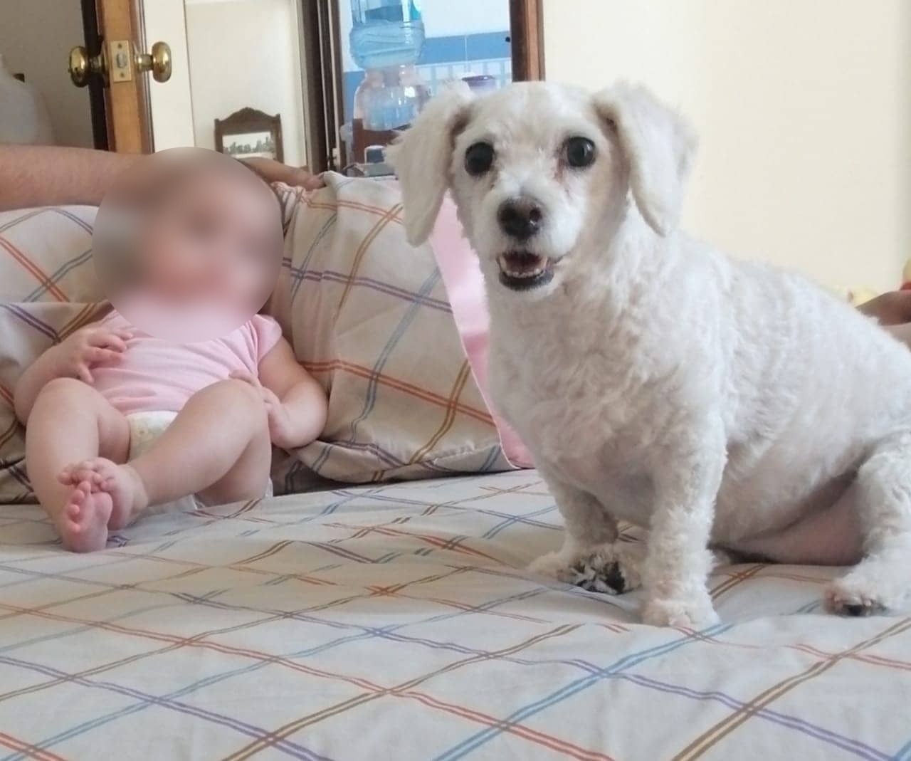 Así cambió la vida de Molly, una perrita callejera rescatada hace 3 años en Mérida