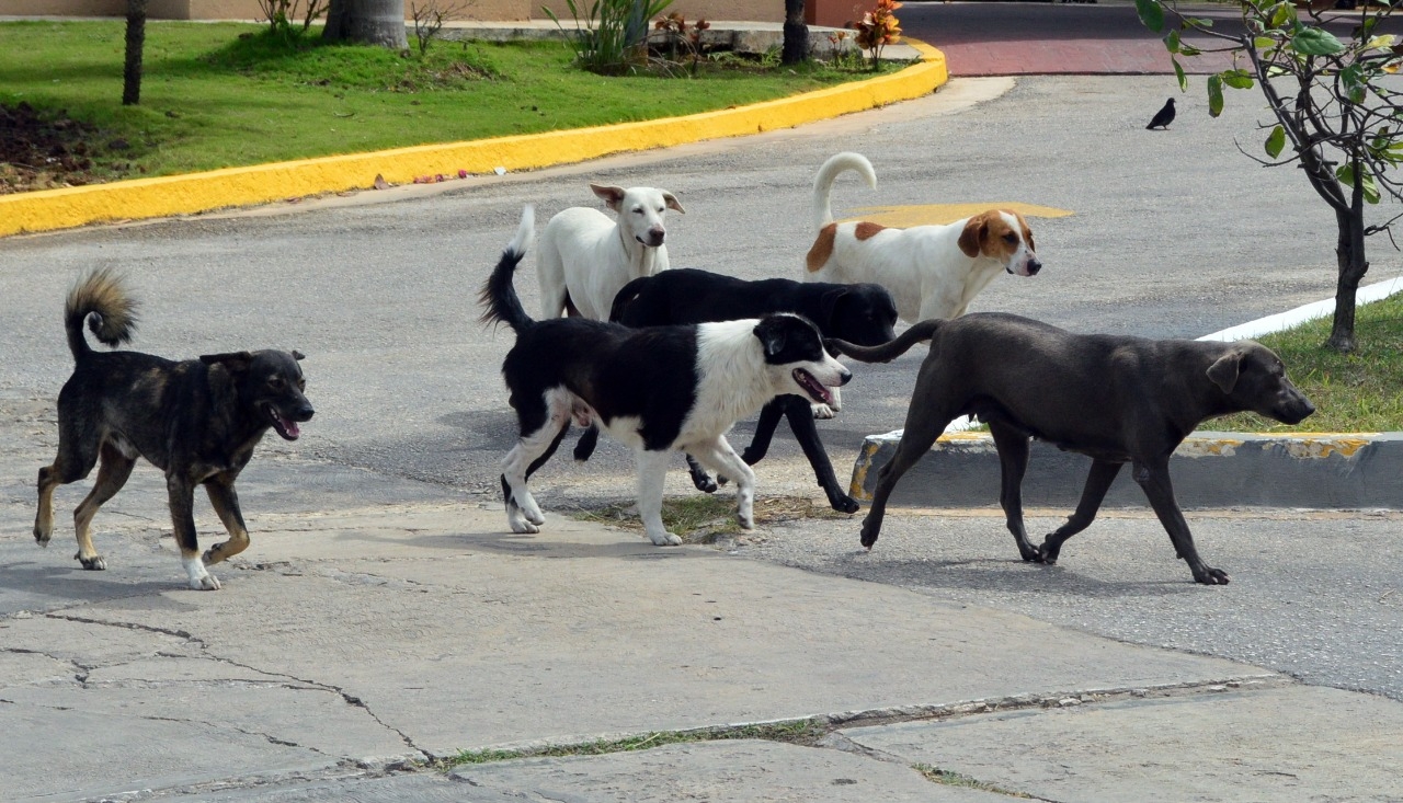 Perros y gatos de la calle, las otras víctimas del calor en Campeche
