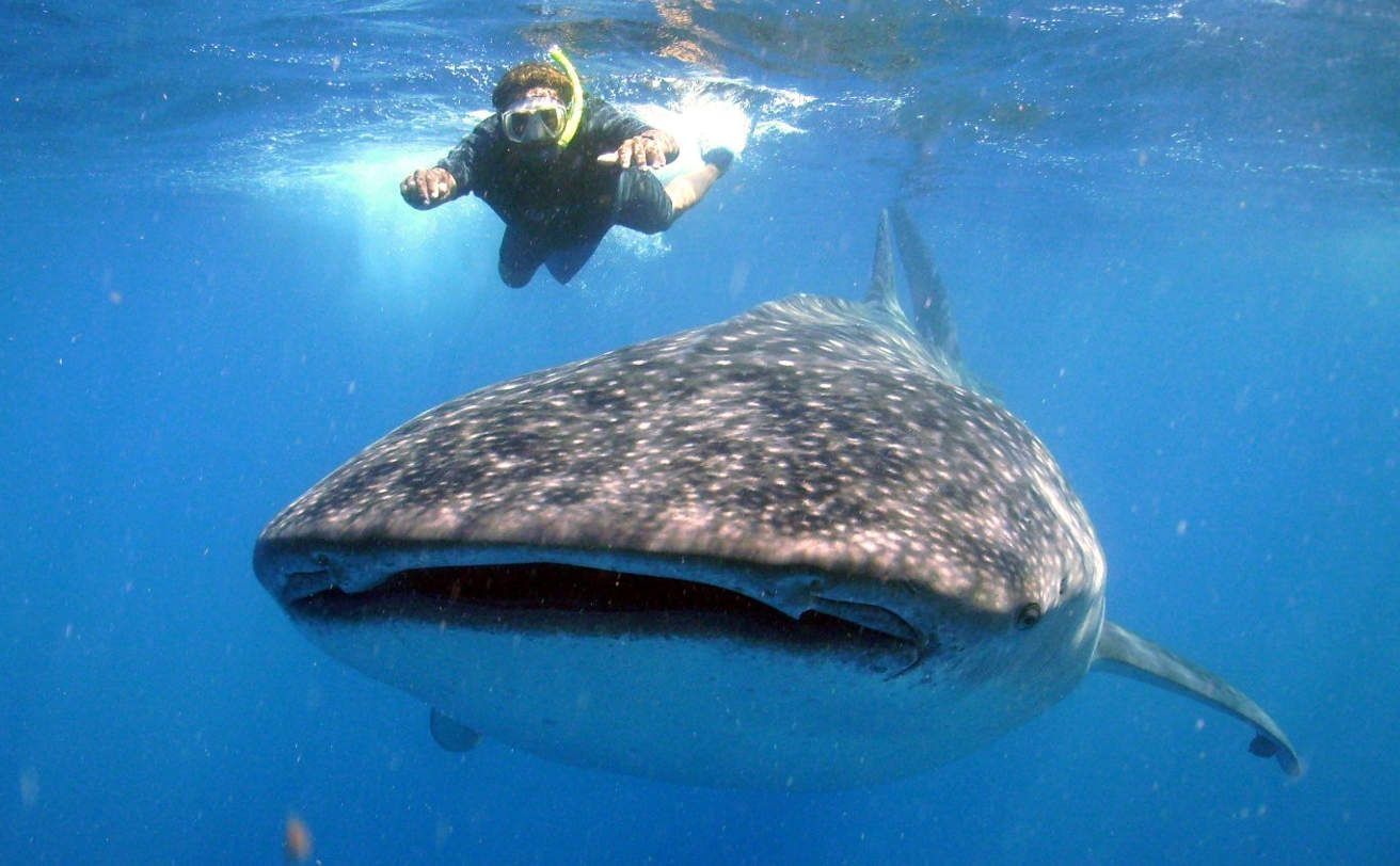 Lugares para avistar al tiburón ballena en Quintana Roo