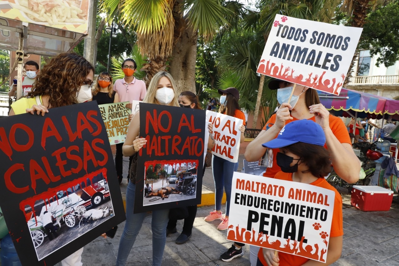 Por maltrato animal, exigen que calesas dejen de usar caballos en Mérida