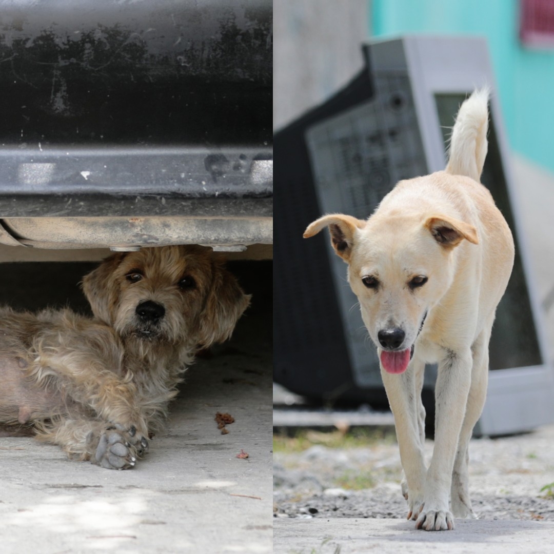 Existen 27 mil perros que no son atendidos por su familia en Cancún: Bienestar Animal