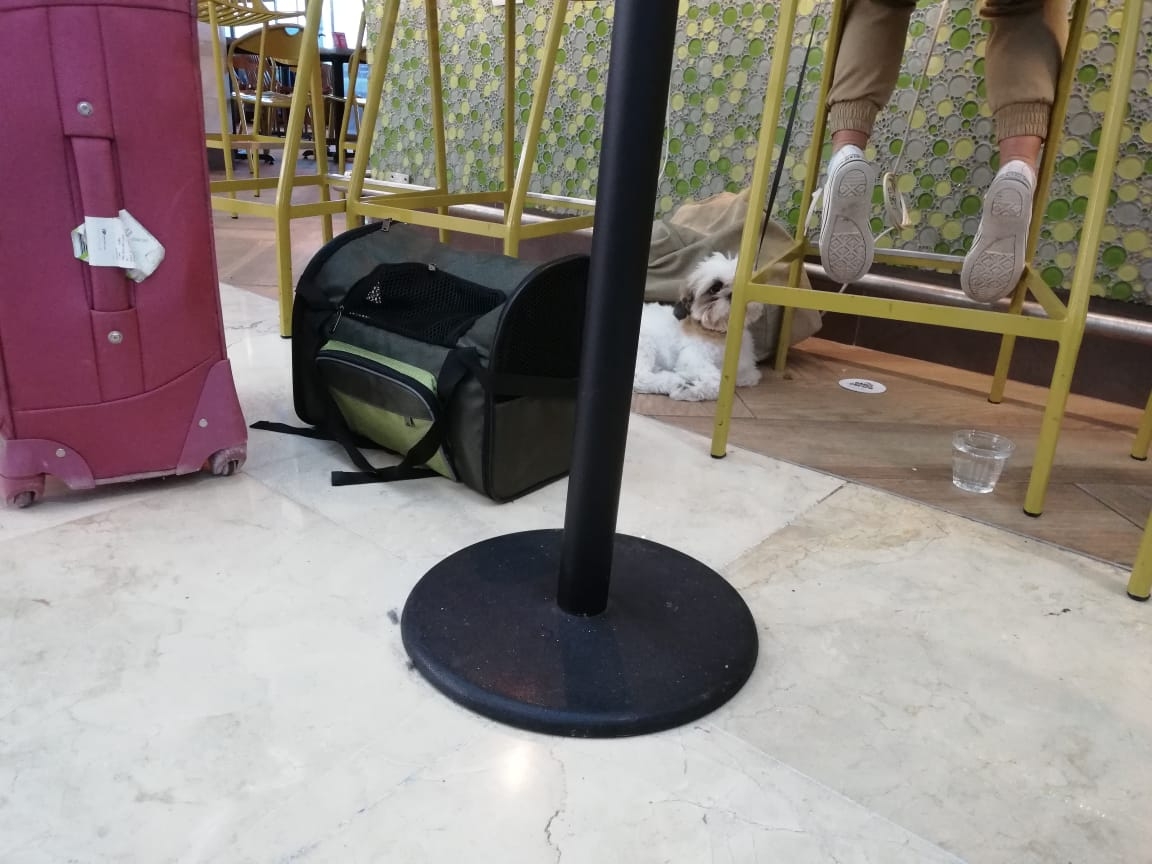Perrito en el aeropuerto de Cancún