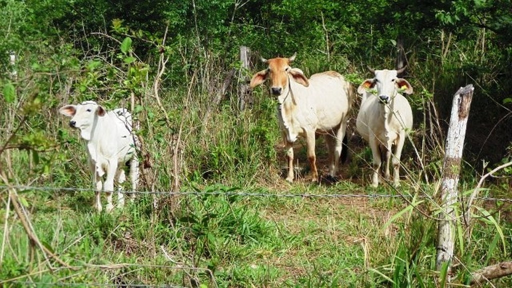 Animales podrían morir de hambre por sequía en el Municipio de Lázaro Cárdenas
