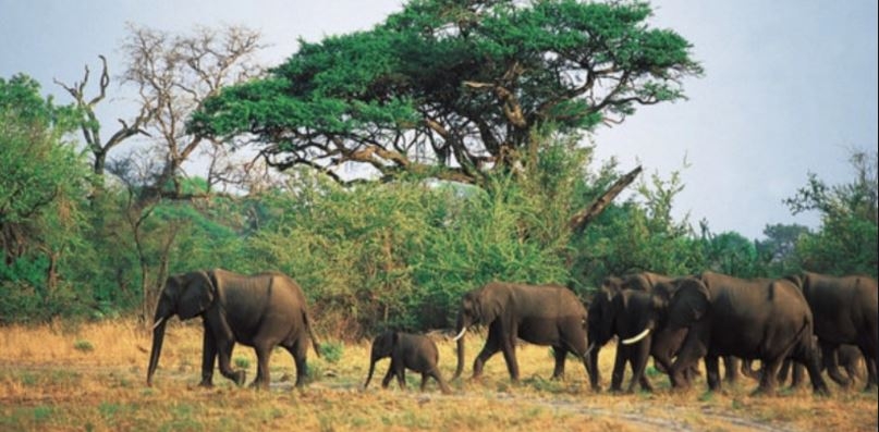 Un cazador de elefantes murió aplastado por una manada en Sudáfrica