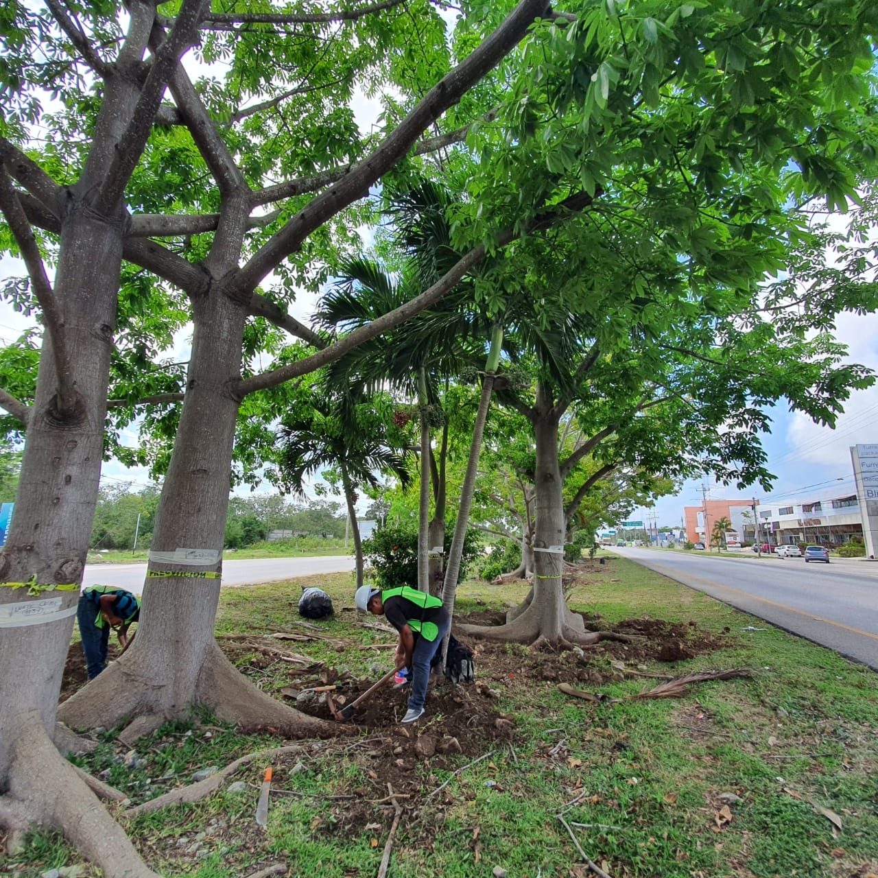 22 mil árboles serán rescatados y replantados previó al arranque de obras del Tren Maya