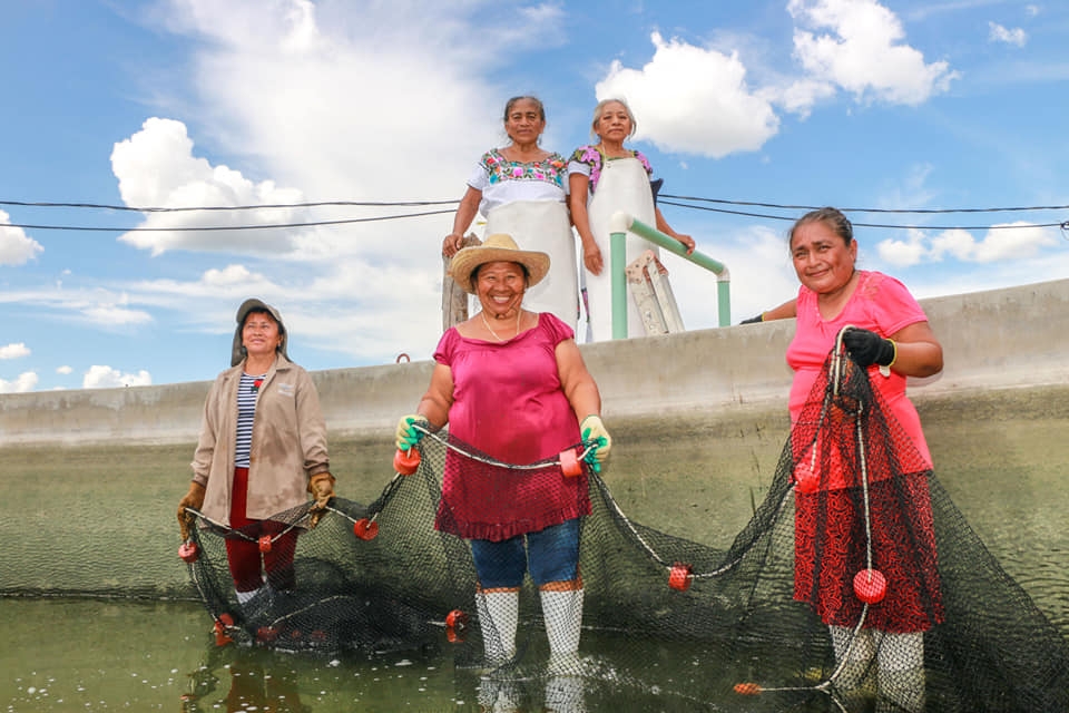 Acuacultura salvaría producción del mero en Yucatán