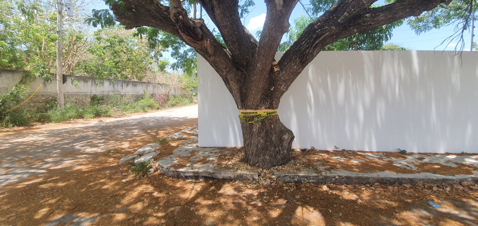 Reportan intento de ecocidio: dañan el tronco de un árbol al norte de Mérida