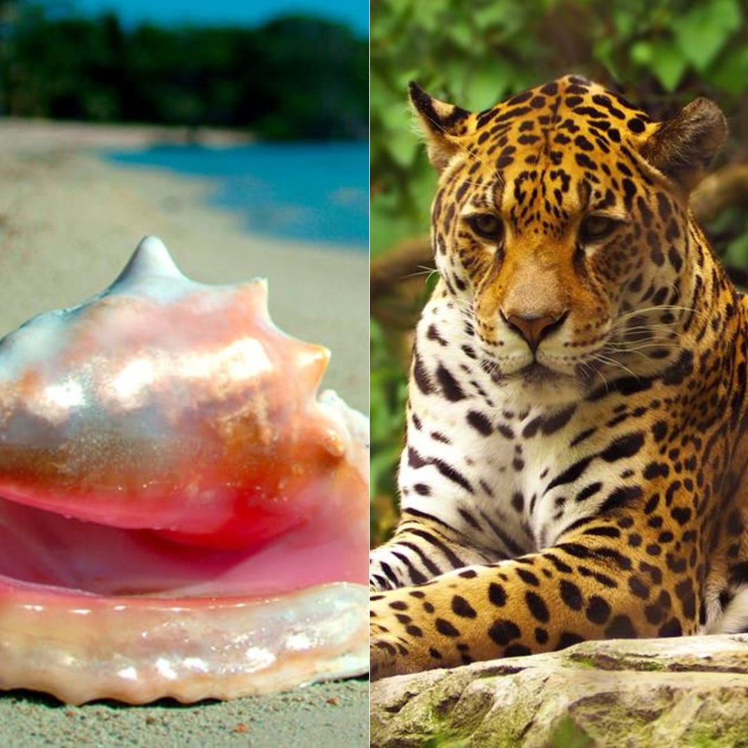 Cinco animales que están en peligro de extinción en Quintana Roo