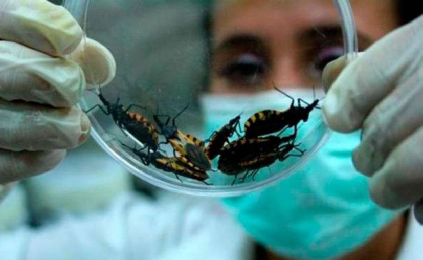 Mal de Chagas, amenaza de muerte silenciosa en Yucatán