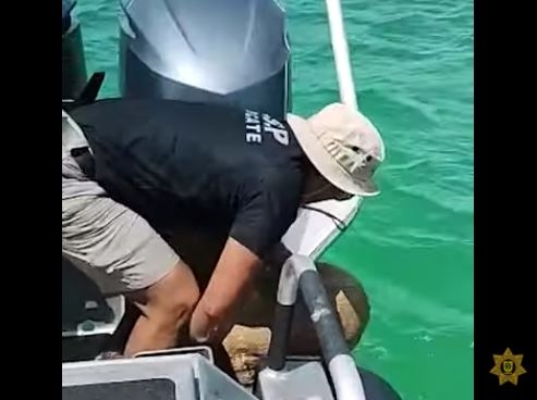 Rescatan a una perrita que estaba a punto de ahogarse en el mar de Progreso