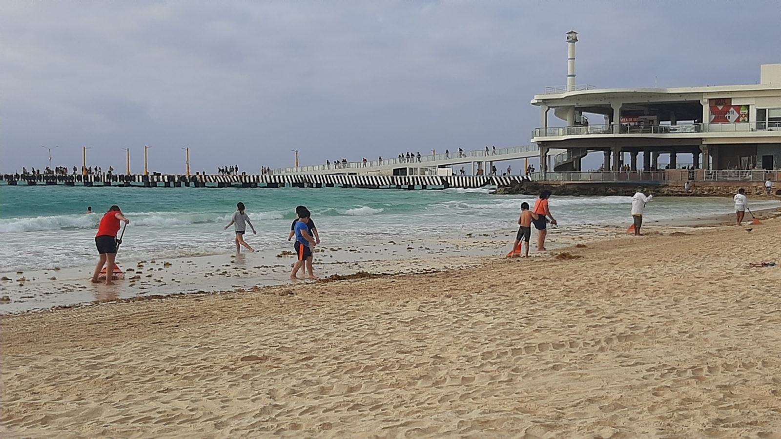 Personal de Zofemat junto a turistas y locales recogen el sargazo en Playa del Carmen