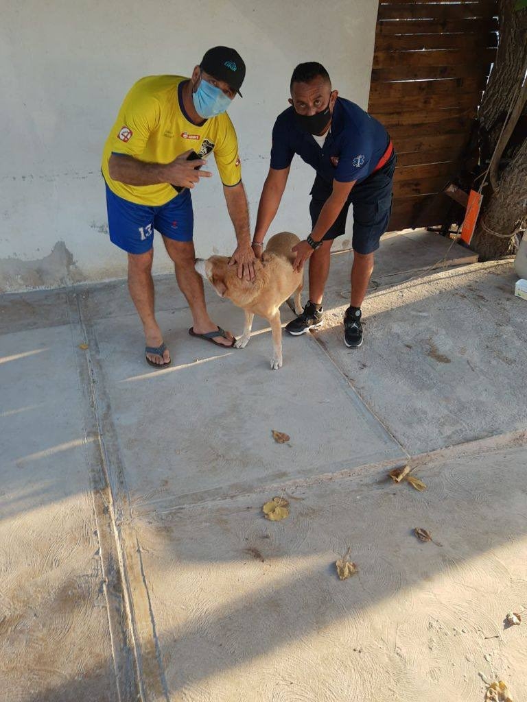 'Wera', la perrita rescatada de Progreso, vuelve con su familia