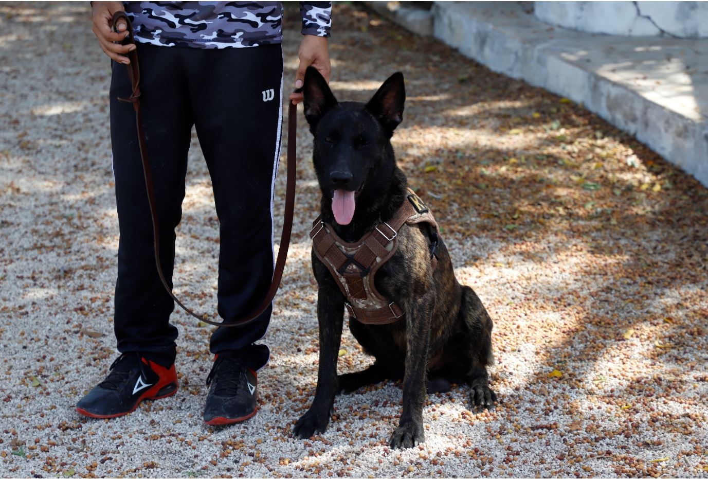 En Yucatán entrenar a un perro guía o de defensa personal podría rebasar los 100 mil pesos