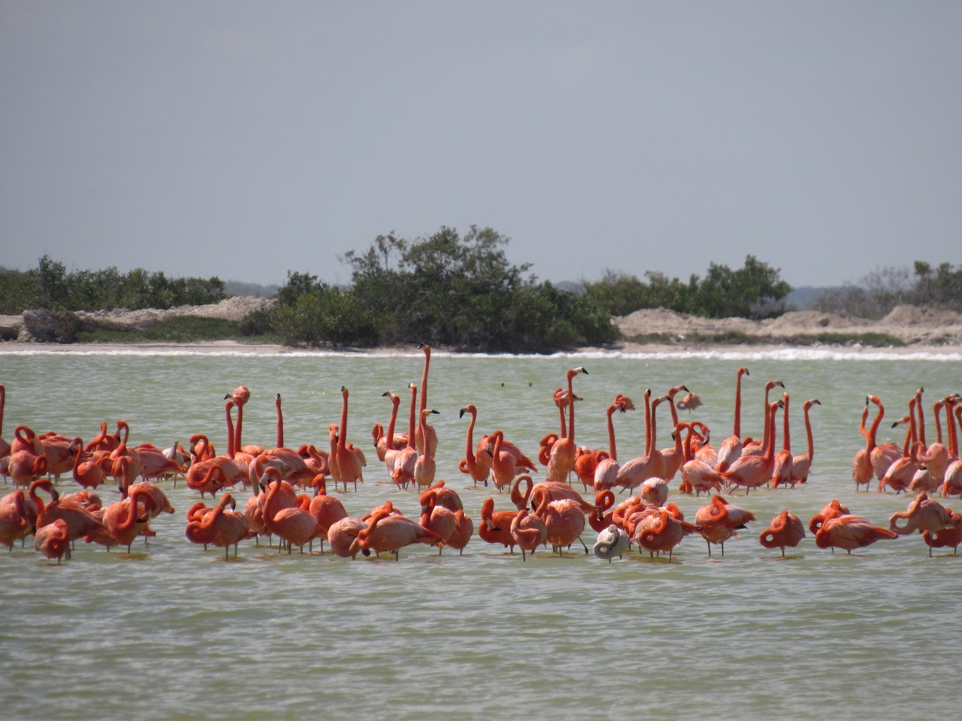 Reserva de Río Lagartos, un paraíso de ensueño para el turismo en Yucatán: FOTOS