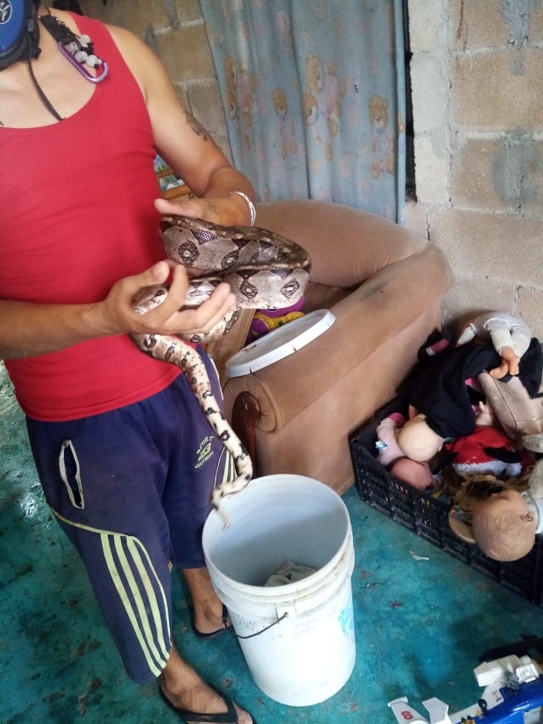 Yucatán, el estado con más personas atacadas por serpientes en la Península