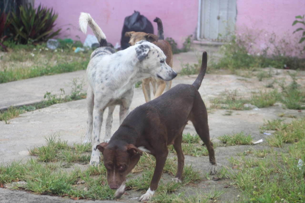 ¿Qué riesgos representan los perros callejeros a los habitantes de Quintana Roo?