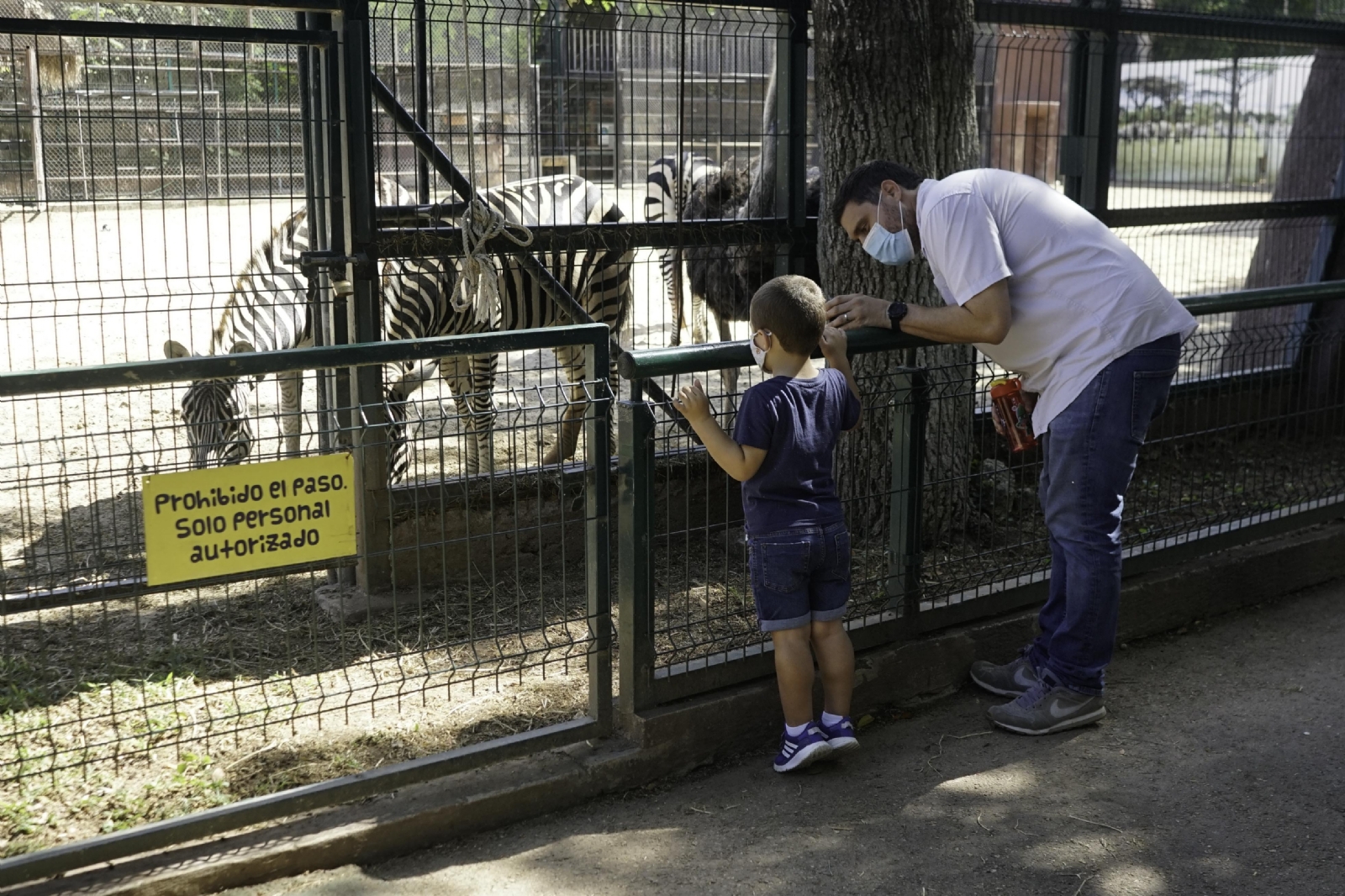 ¿Había elefantes en el zoológico del Centenario de Mérida? Foto lo comprobaría