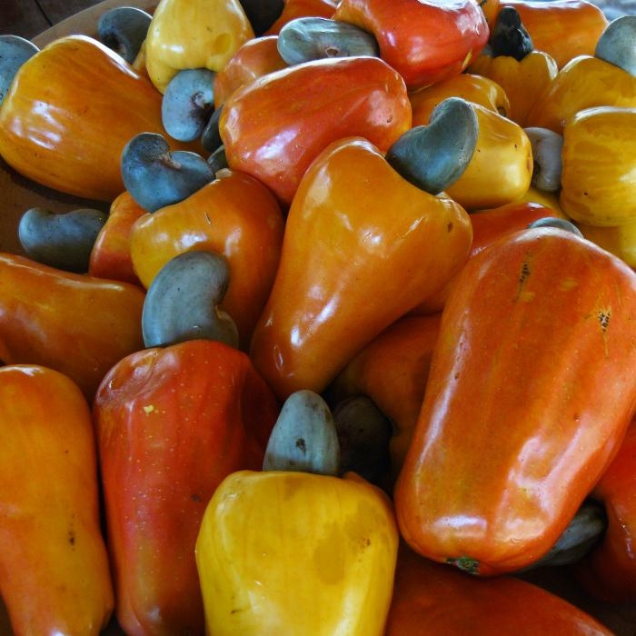 Marañon, la fruta exótica favorita de Campeche