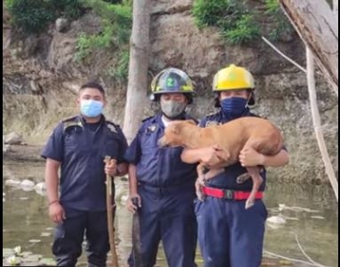 Rescatan a un perrito que estaba a punto de morir ahogado en el Acuaparque de Mérida