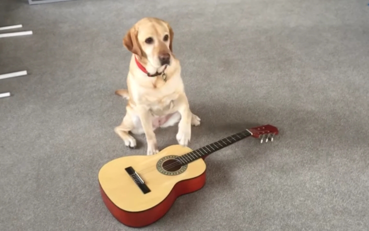 Talentosa perrita aprende a ‘tocar’ varios instrumentos musicales: VIDEO