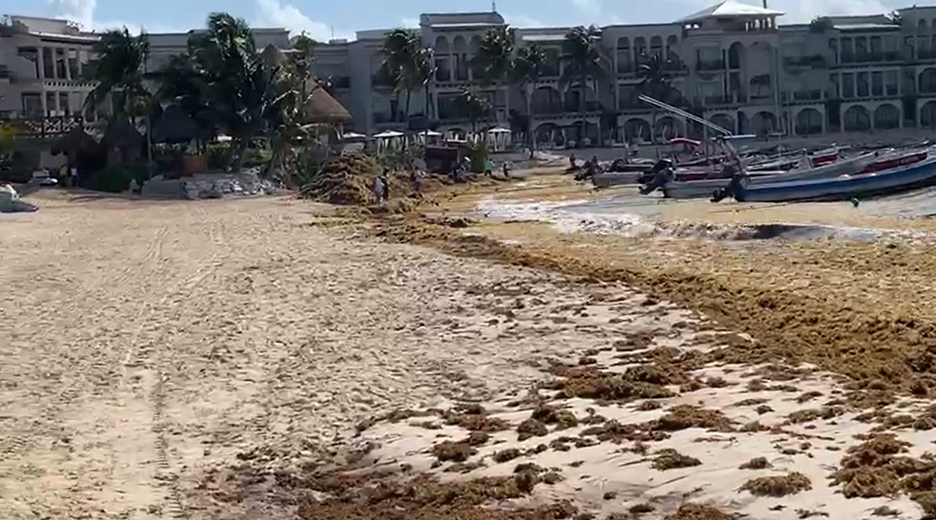 Sargazo atraviesa barreras y recala en arenales de Playa del Carmen: VIDEO