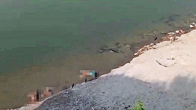 Decenas de tortugas de un lago cerca de Bombay, en la India, fueron halladas muertas