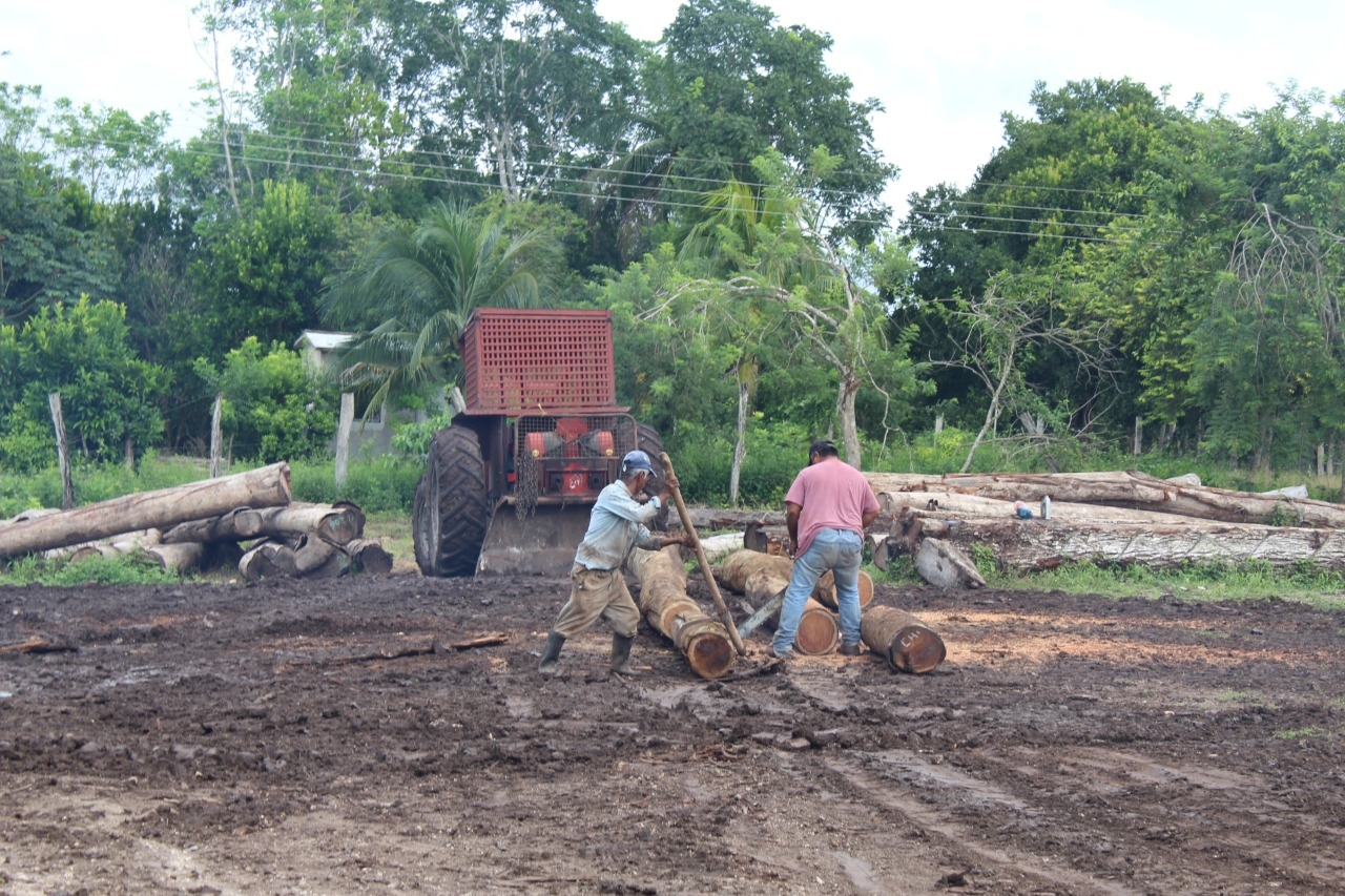 Cierre de fronteras por COVID-19 afecta ventas de madereros de Quintana Roo