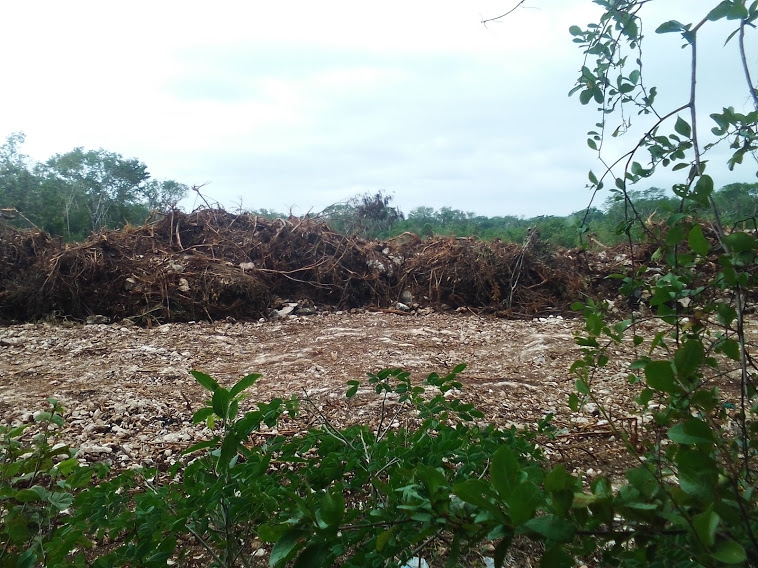 Quintana Roo perdió más de 190 mil hectáreas de selva en 15 años: Conafor