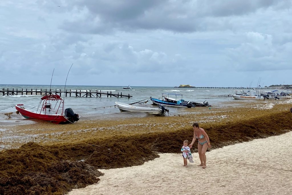 Sargazo 'burla' barreras en la costa de Playa del Carmen
