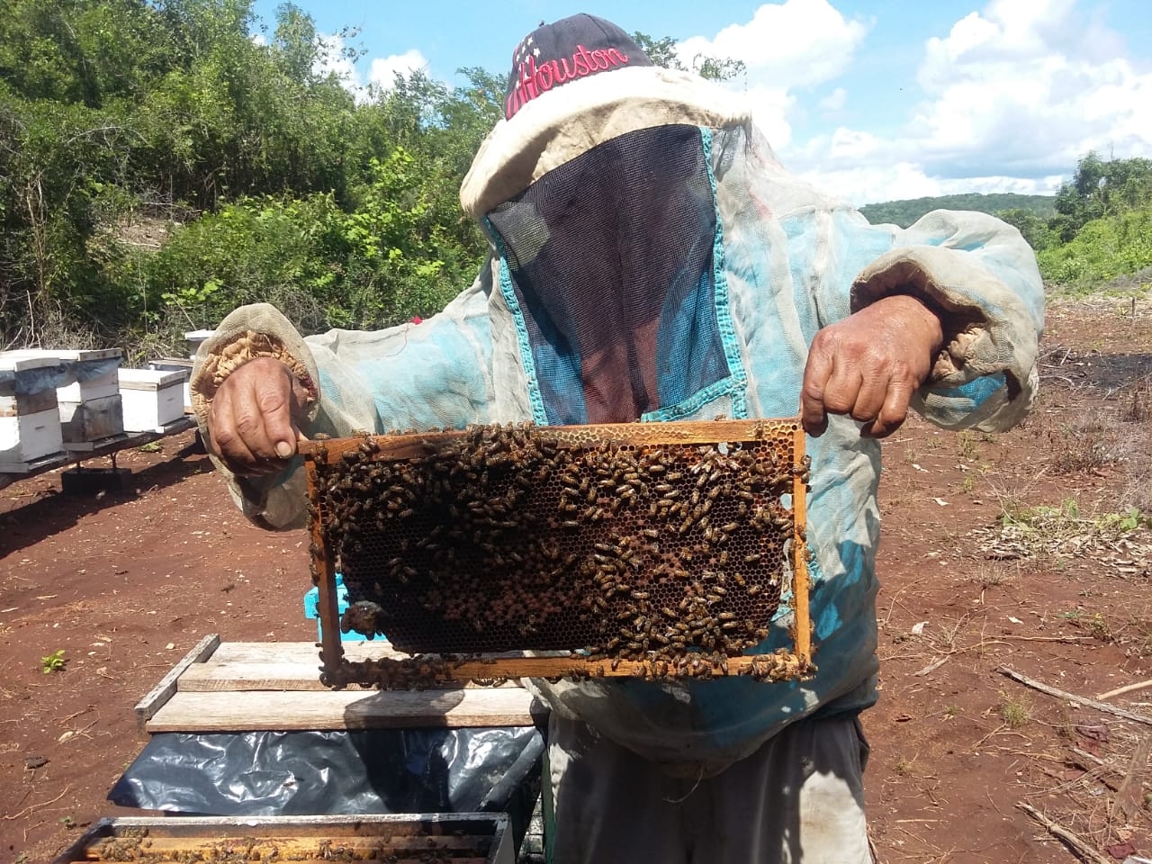 Menonitas amenazan vida de las abejas con el uso de agroquímicos