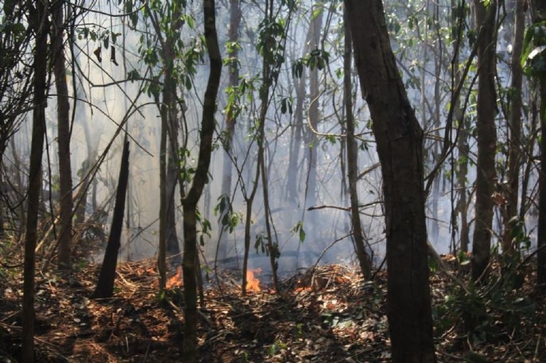 Se reportan cinco incendios forestales en Quintana Roo; dos están en Cancún