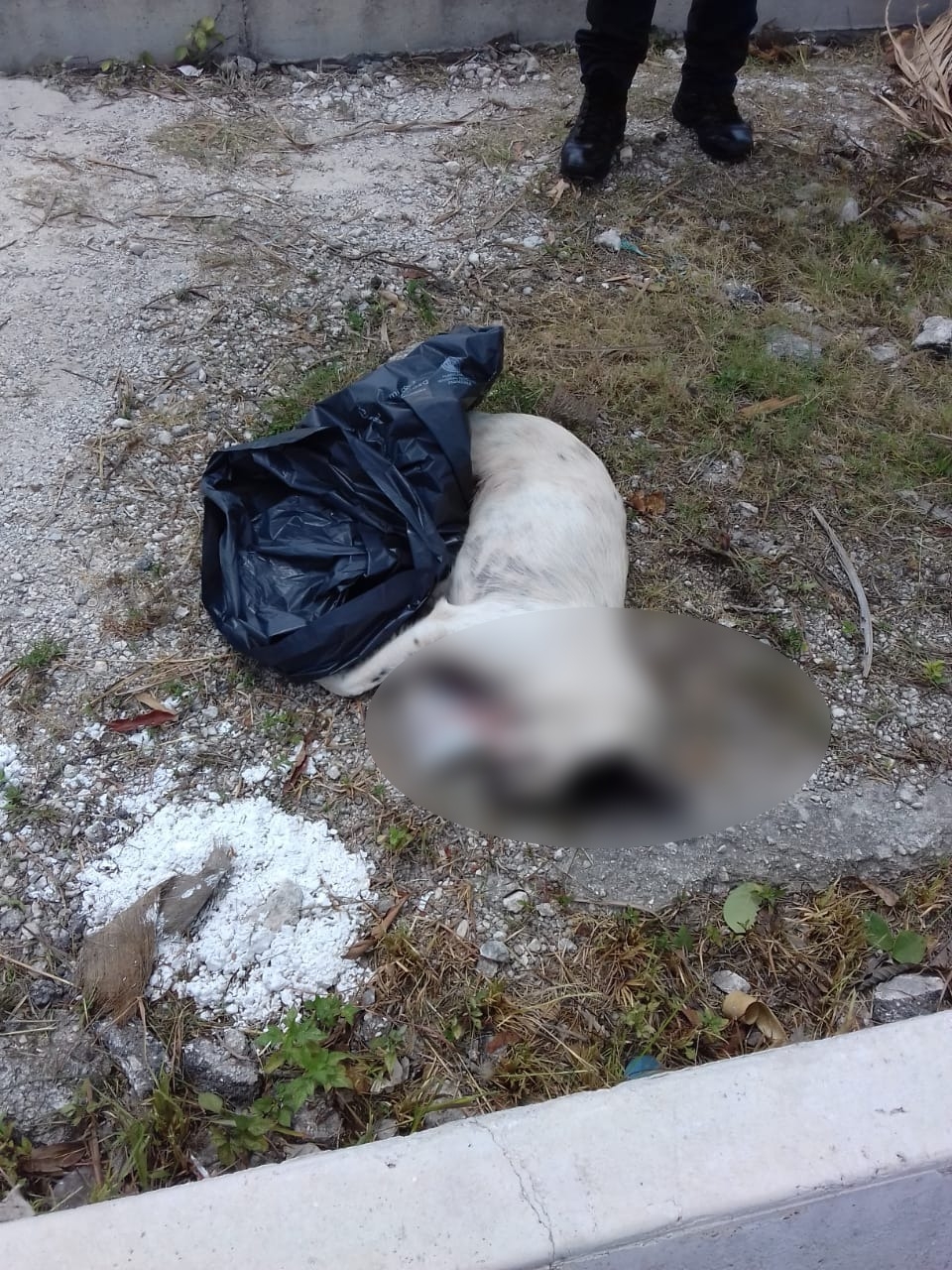 Hombre mata a perro con su motocicleta en Cozumel