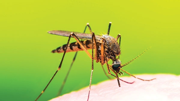¡Se terminan los moscos en Yucatán! Así fue como especialistas exterminaron al Aedes aegypti