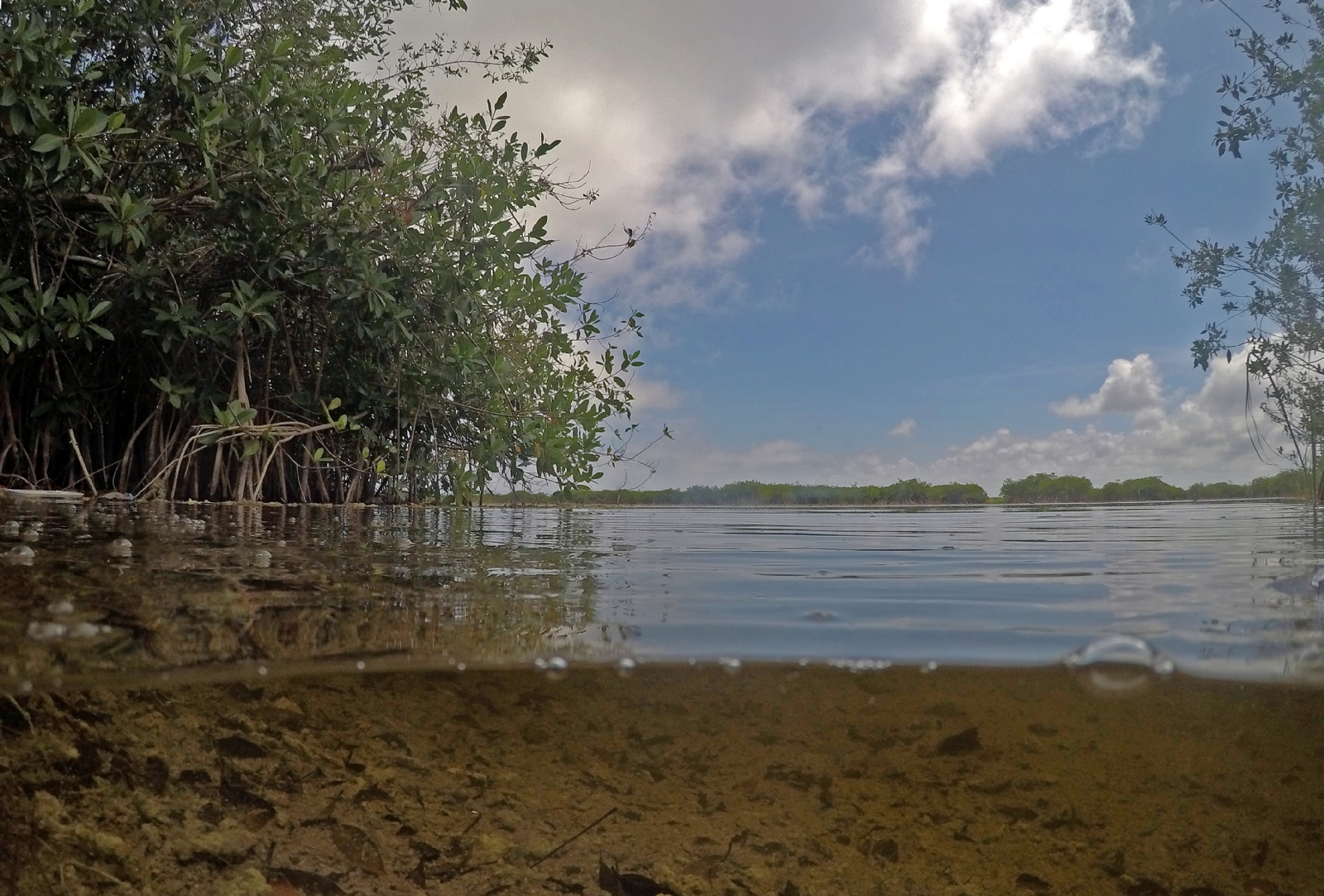 Desarrollo hotelero en Quintana Roo acaba con la mitad de manglares
