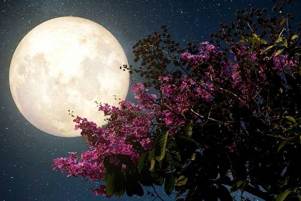 Superluna de Flores: ¿Qué es, cómo y cuándo verla en México?
