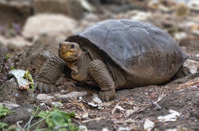 Confirman que tortuga hallada en Galápagos es de una especie considerada extinta
