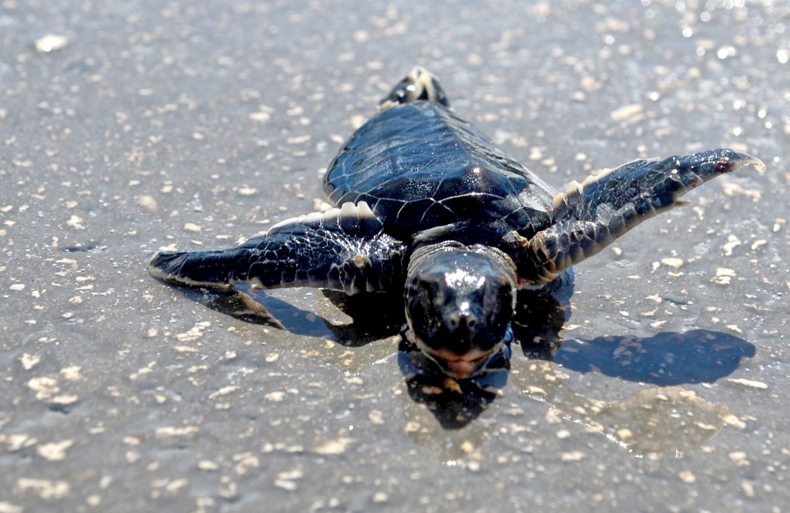 Hallan 98 nidos de tortugas en Cozumel, Quintana Roo