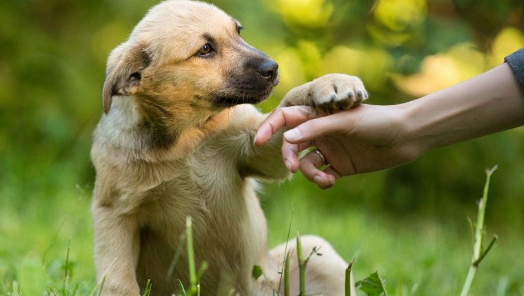 Día del Perro sin Raza: Por este motivo se celebra a los lomitos en esta fecha