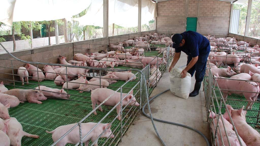 Crece la producción de cerdos en Yucatán pese a daños ambientales
