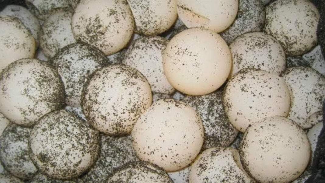 Sorprenden a pescadores con más de 100 huevos de tortuga marina en Cozumel