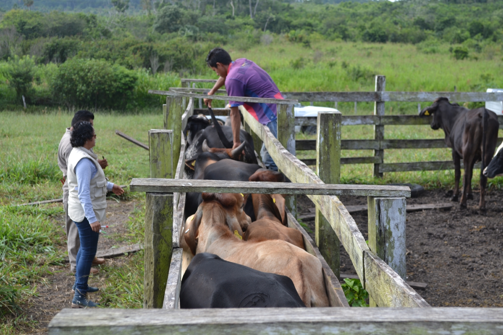 Ganaderos pierden 520 mil pesos por robo de ganado en la Zona Sur de Quintana Roo