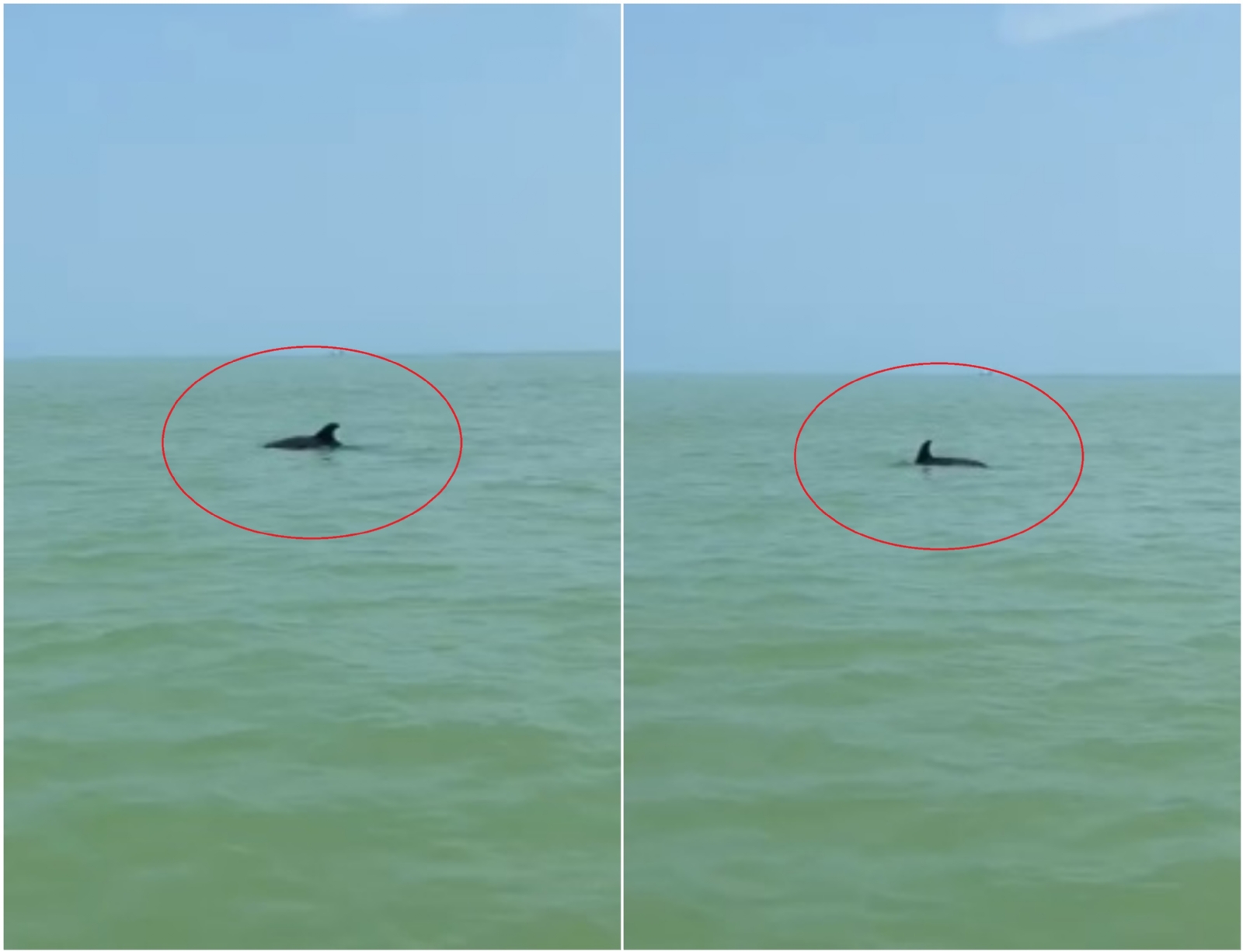 El delfín fue captado por turistas que viajaban en dos lanchas, por lo que aprovechó para realizar algunos saltos