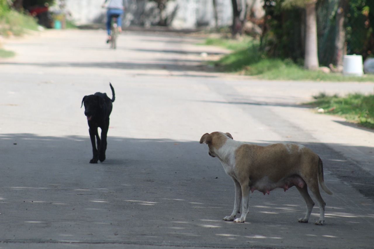 Aumentan más del 23% los ataques de perros en Quintana Roo: Sinave