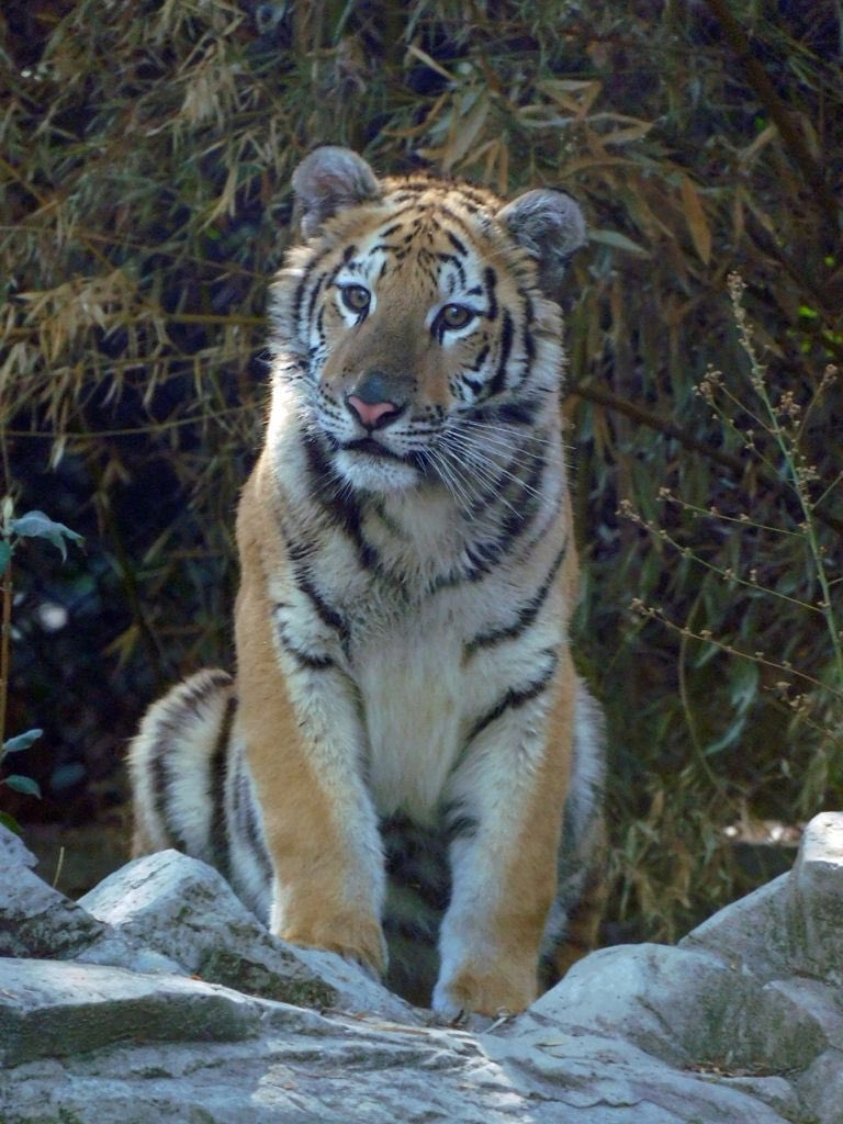 Tigresa fallece en Zoológico de Chapultepec tras ser rescatada del tráfico ilegal