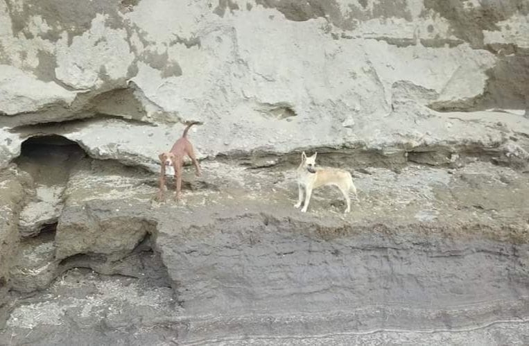 Perros atrapados en el fondo del socavón